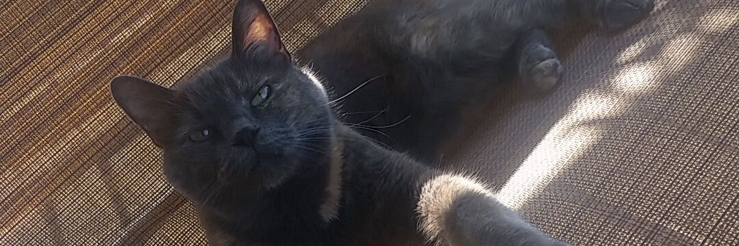 Hannahrast26's profile banner image