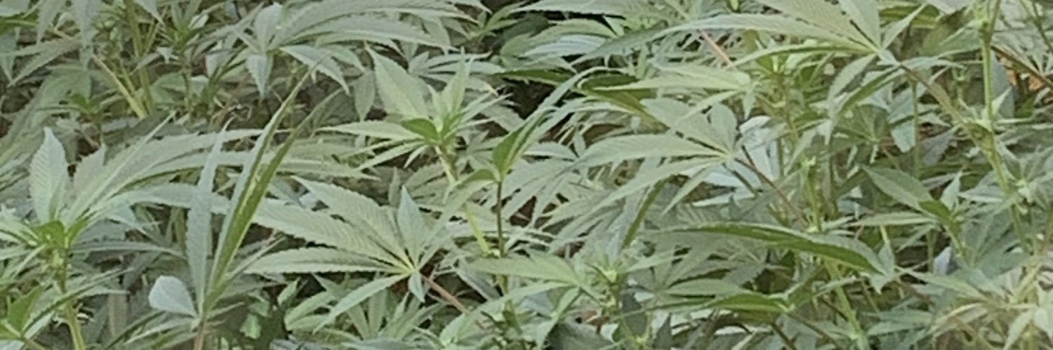 ❄️SNOWFLAKE❄️ (c,c,c) banner