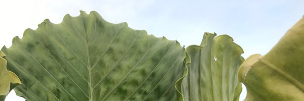 joanaw0 Profile Banner
