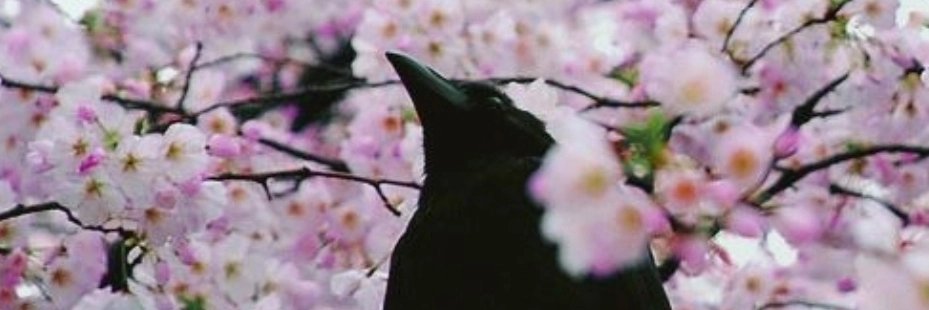 Rodri_Gallagher's profile banner image