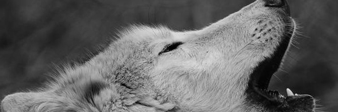 CGlezm's profile banner image