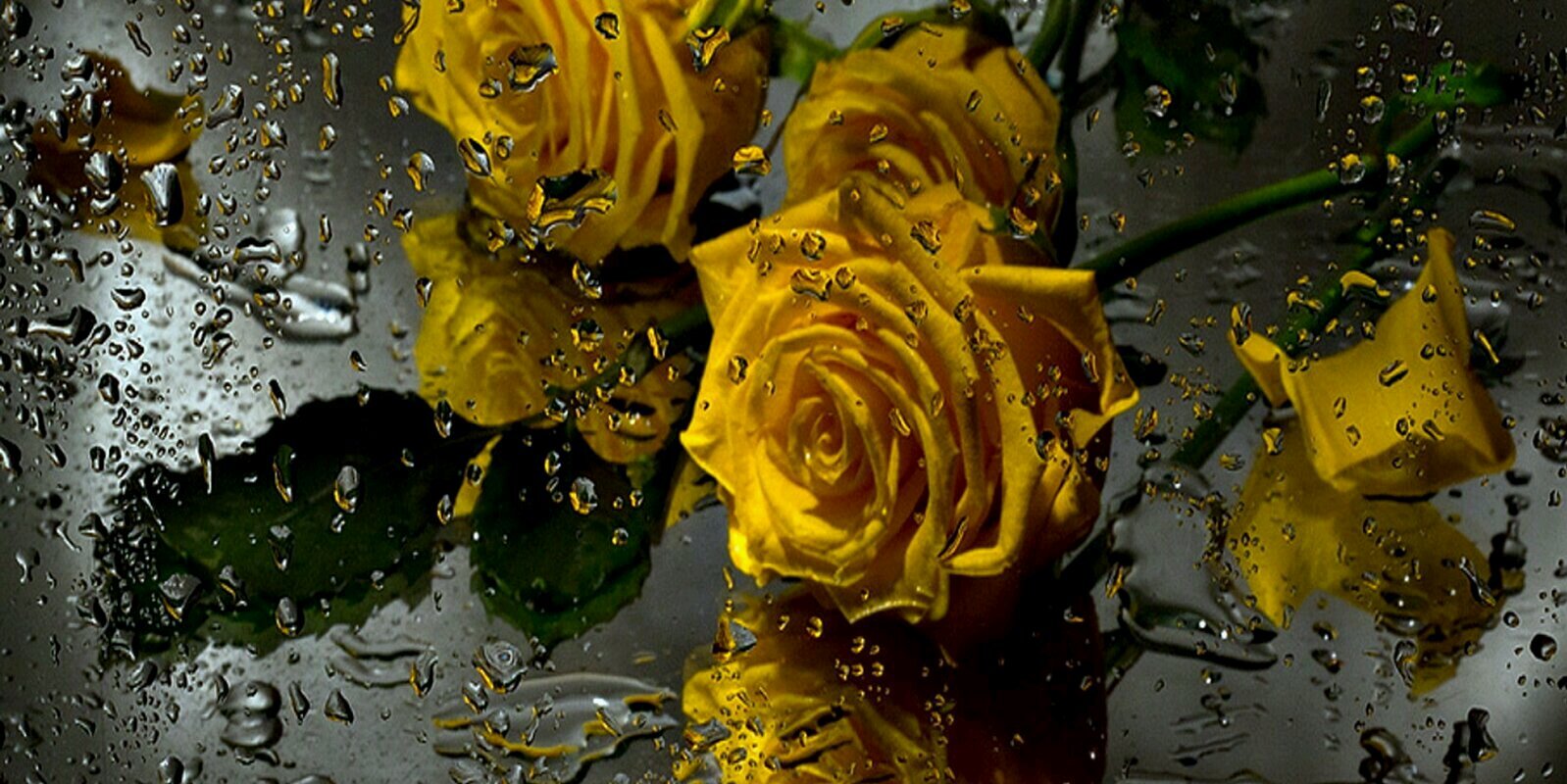 mido303366's profile banner image