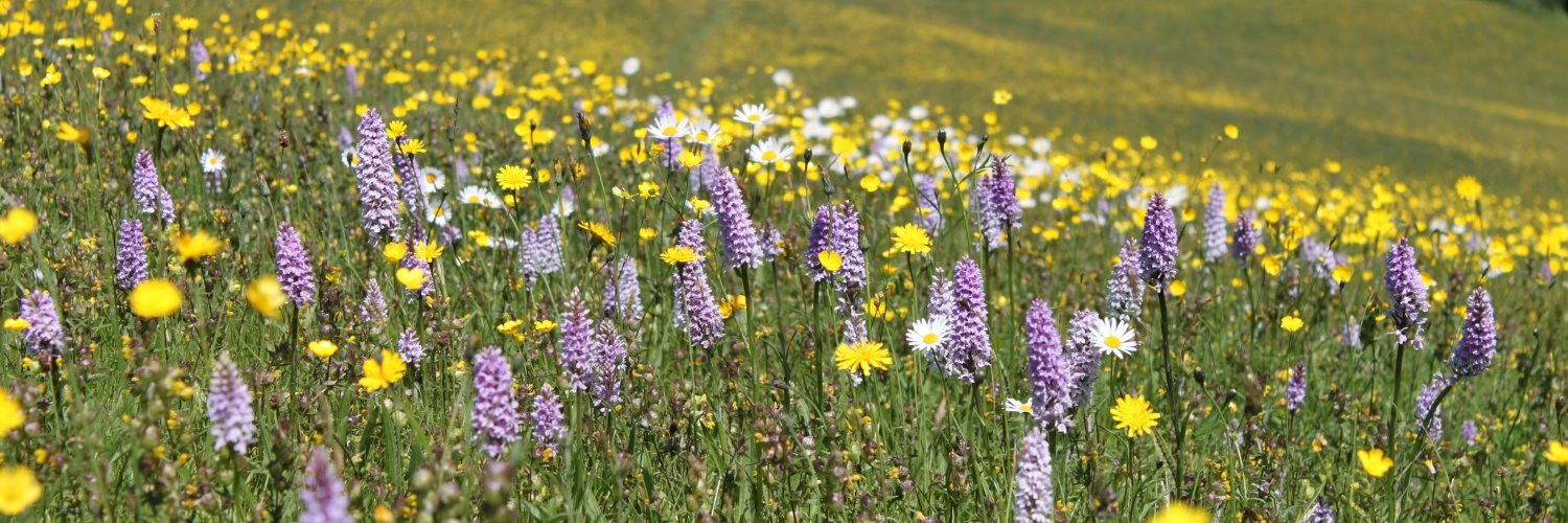 Plantlife Profile Banner