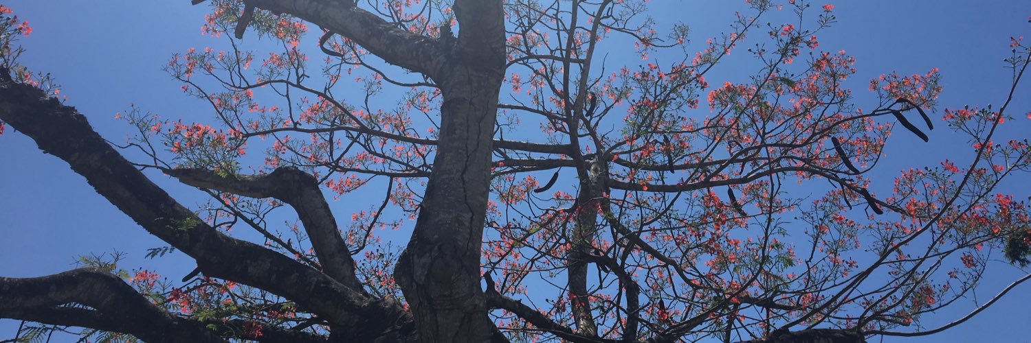 Lola 🐉 banner