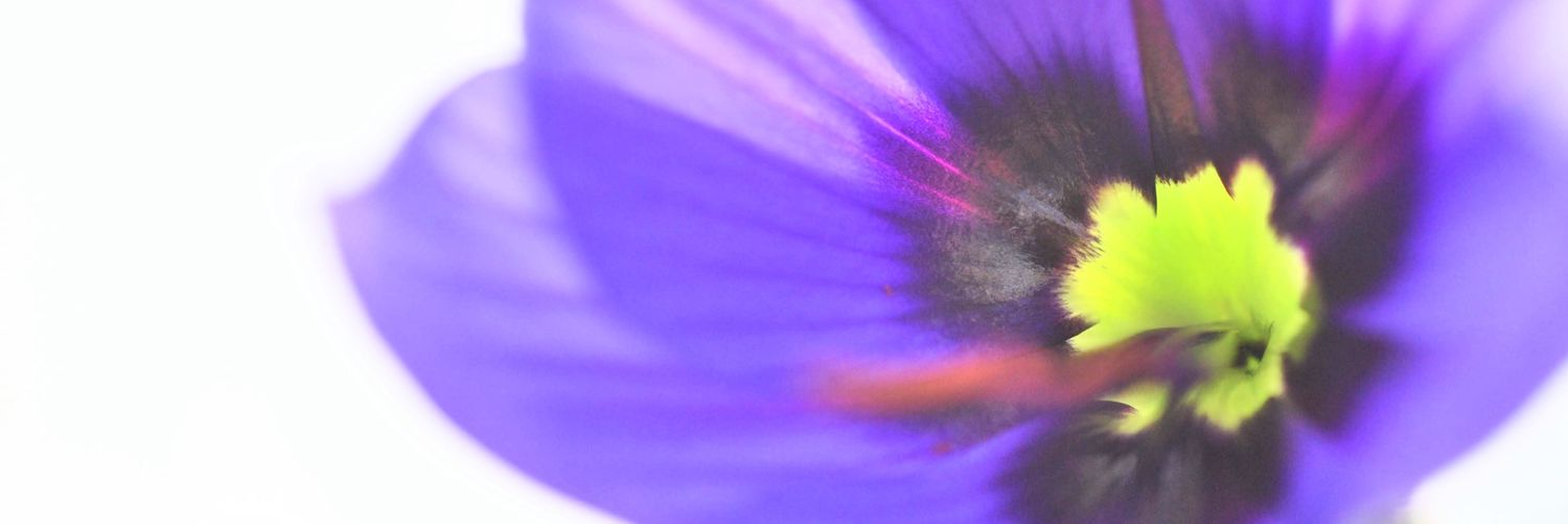 botanicalog's profile banner image
