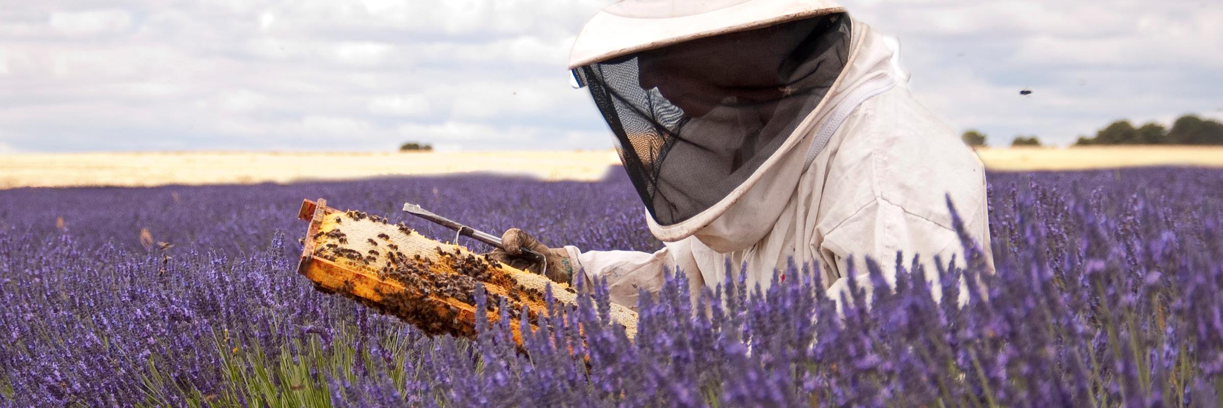 MielMontesdeValvení banner