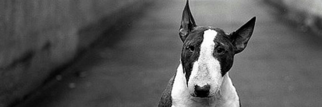 sugarcoatedwall's profile banner image
