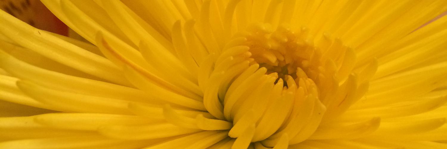 nicole_yoder's profile banner image