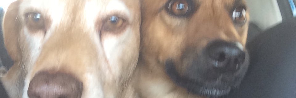 anacondosn's profile banner image