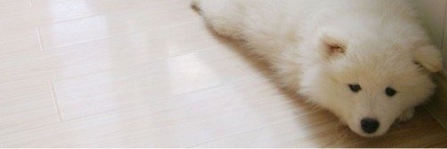iolfaily's profile banner image