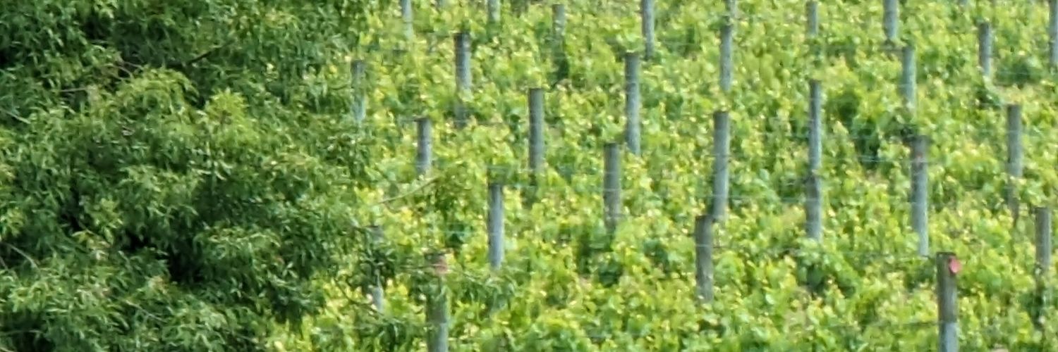 vinohomo's profile banner image