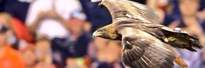 ToomersEagles's profile banner image
