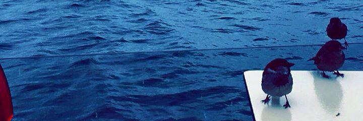 suracadunya's profile banner image