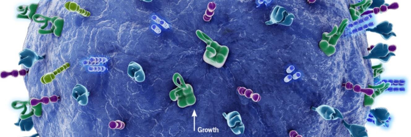 Scand Immunology banner