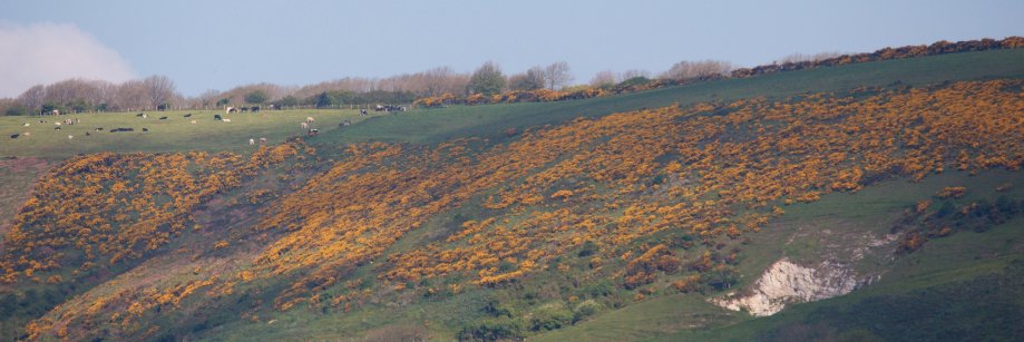 GNDorset's profile banner image