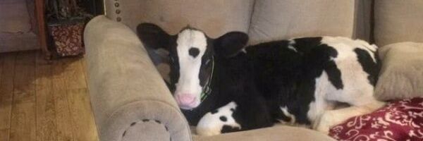 livesfordogs's profile banner image