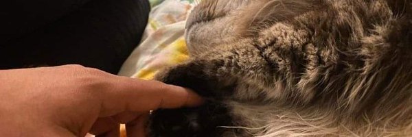 Cramsuig Profile Banner