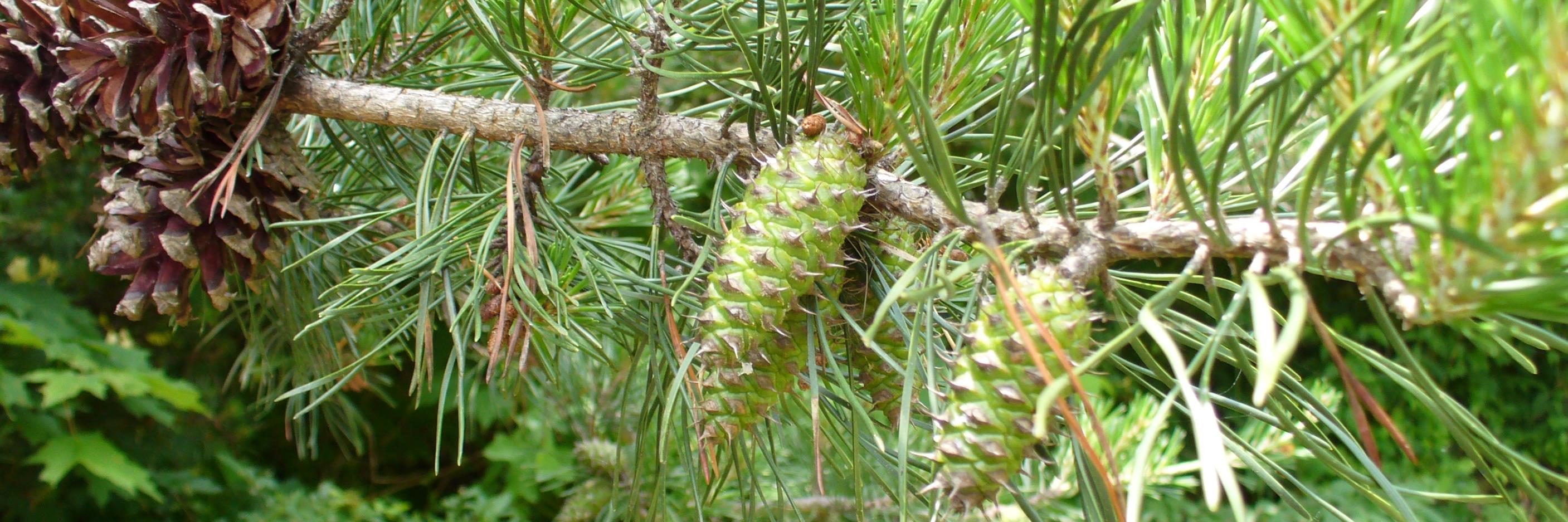 Garnetta Smith banner