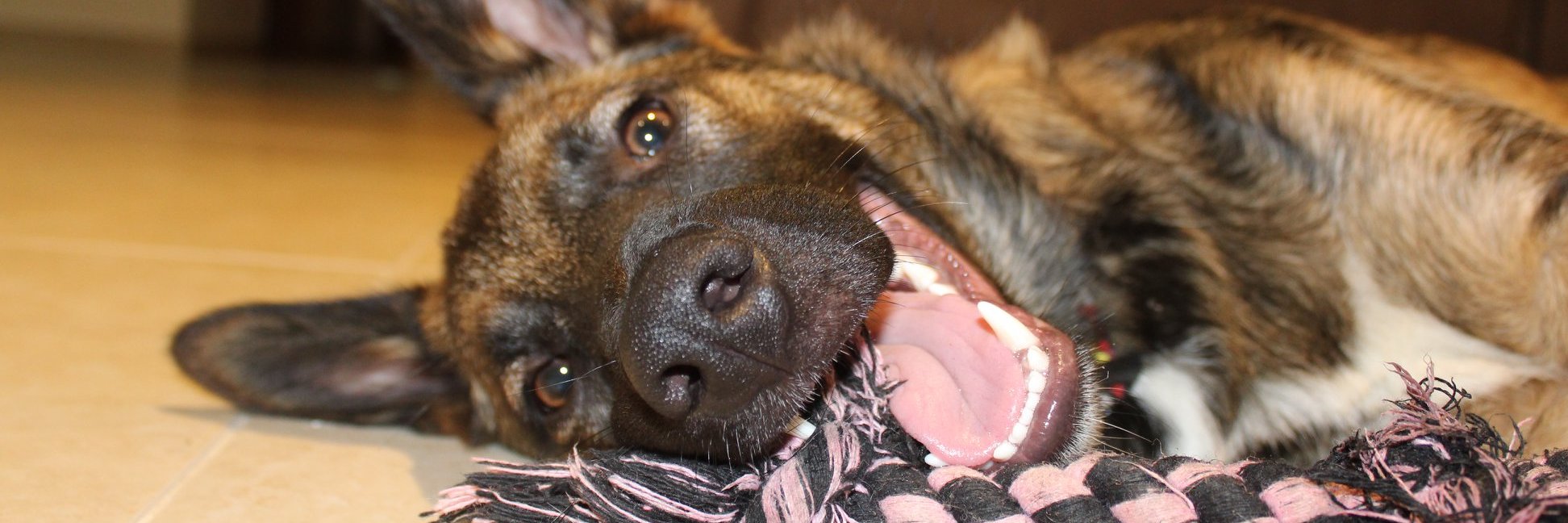 Assaf Appelboim banner