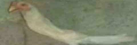 nega_101's profile banner image