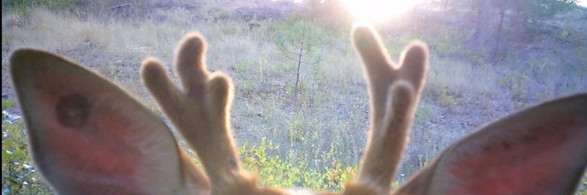 Carrrrrrst's profile banner image