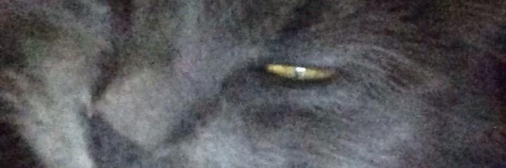 tay banner