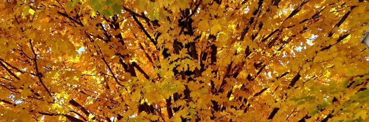 Lovin’ Texas banner