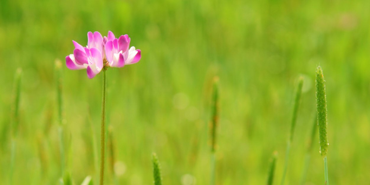 Ecology_Pr's profile banner image