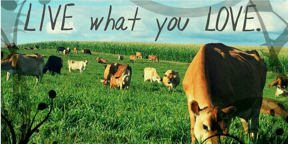 Cowsrmylife's profile banner image