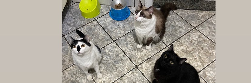 biahcosta13's profile banner image