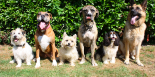 AdoptADogToday's profile banner image