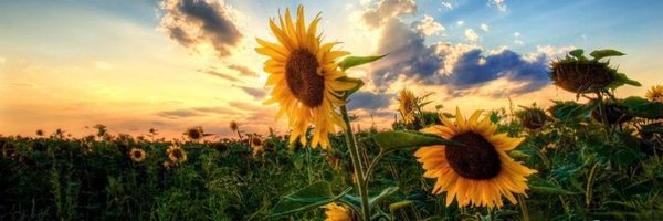 stockhamscience Profile Banner