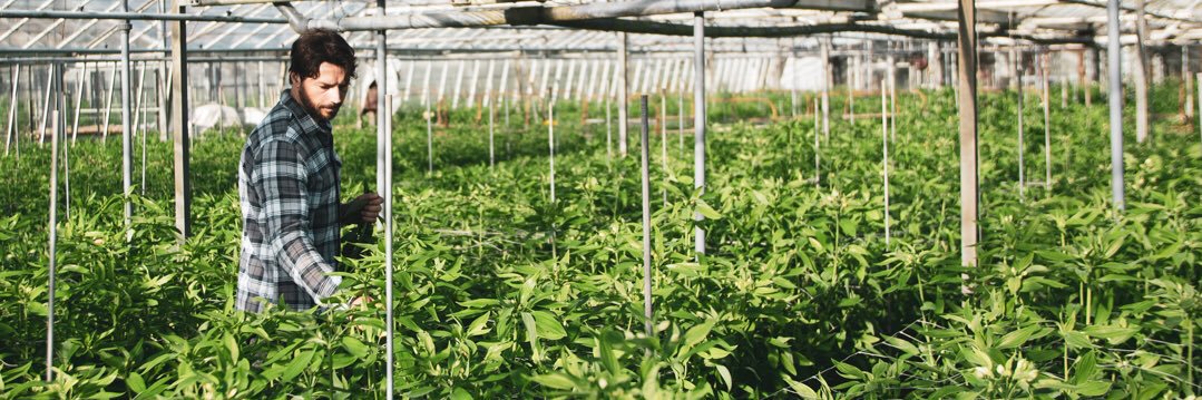 Crosslands Flower Nursery👨‍🌾🌿 banner