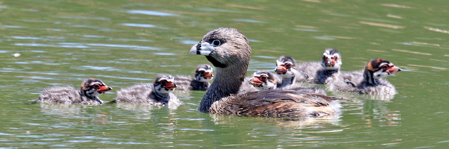 SF Bay Bird Observatory banner