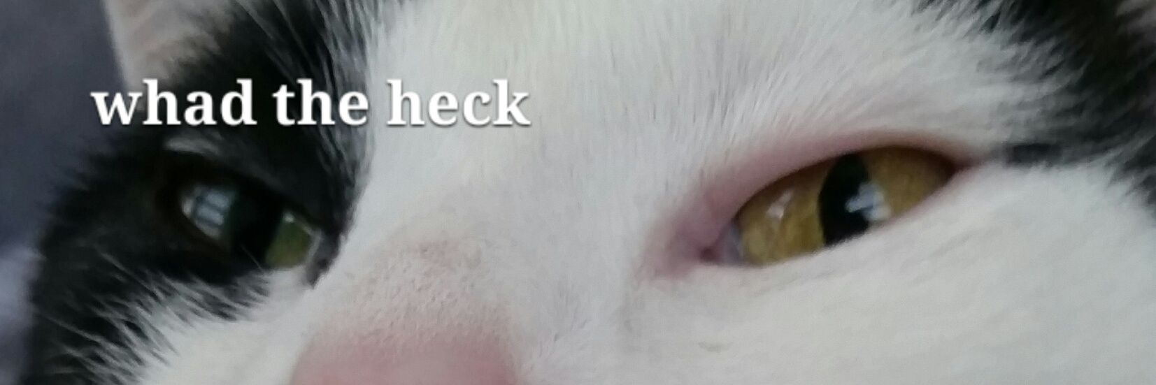 ChalkSLC's profile banner image