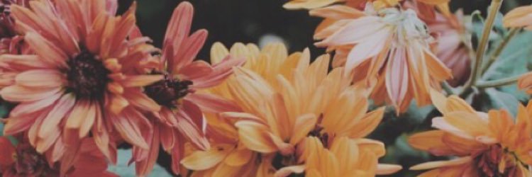 Ellie_Adamsonx's profile banner image