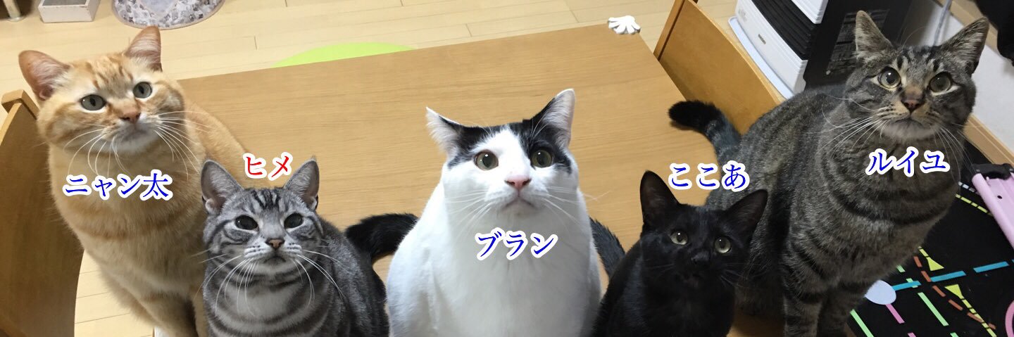 mintoncat's profile banner image