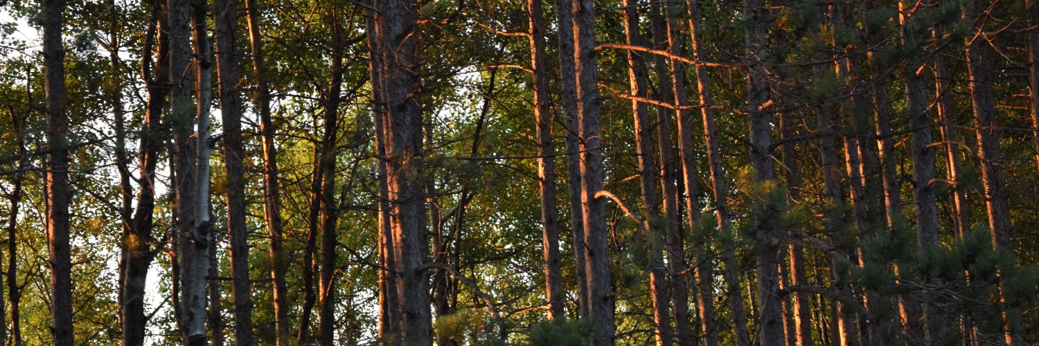 AnnaShoe21's profile banner image