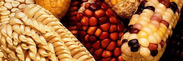 Franck Prunus banner