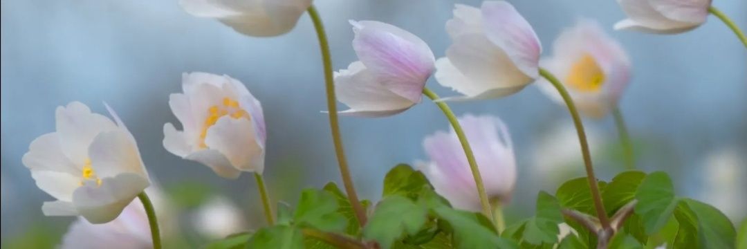 AndreaDedebloem's profile banner image
