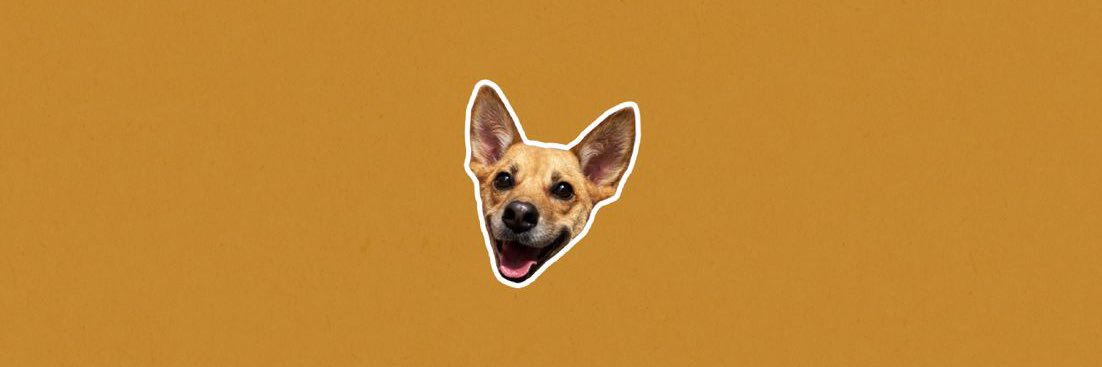 biscoito banner