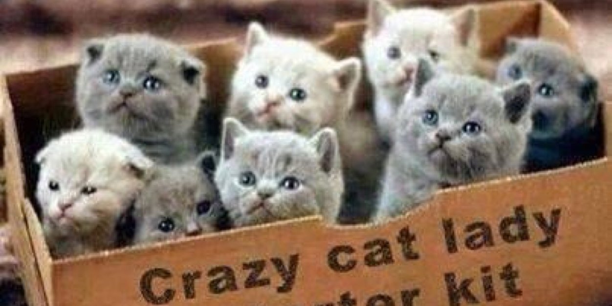 Petcaptions's profile banner image