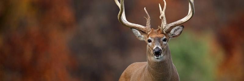 hooktxsbevo's profile banner image