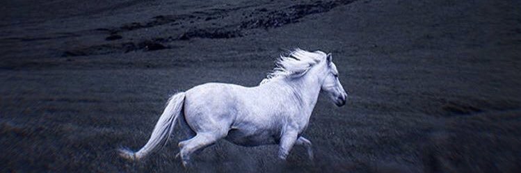 zeynpgull's profile banner image