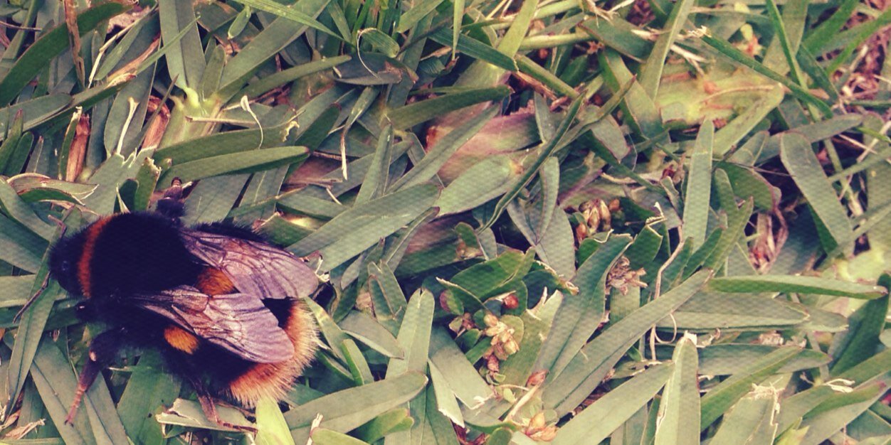 tinymusings's profile banner image