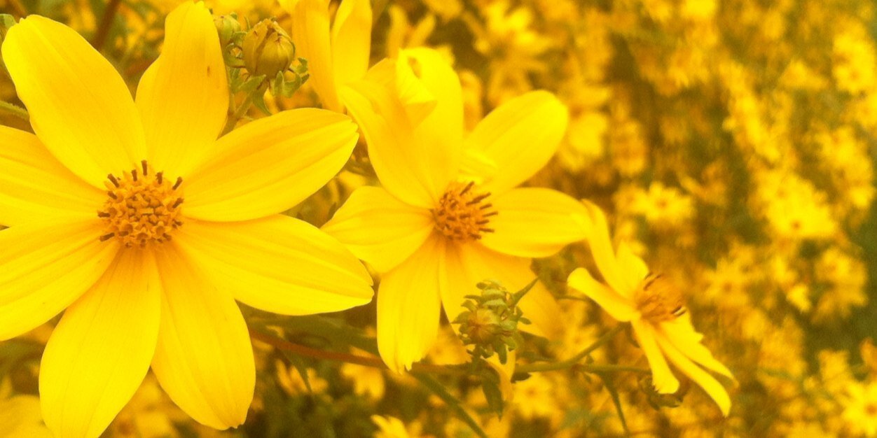 abbygrimmett's profile banner image