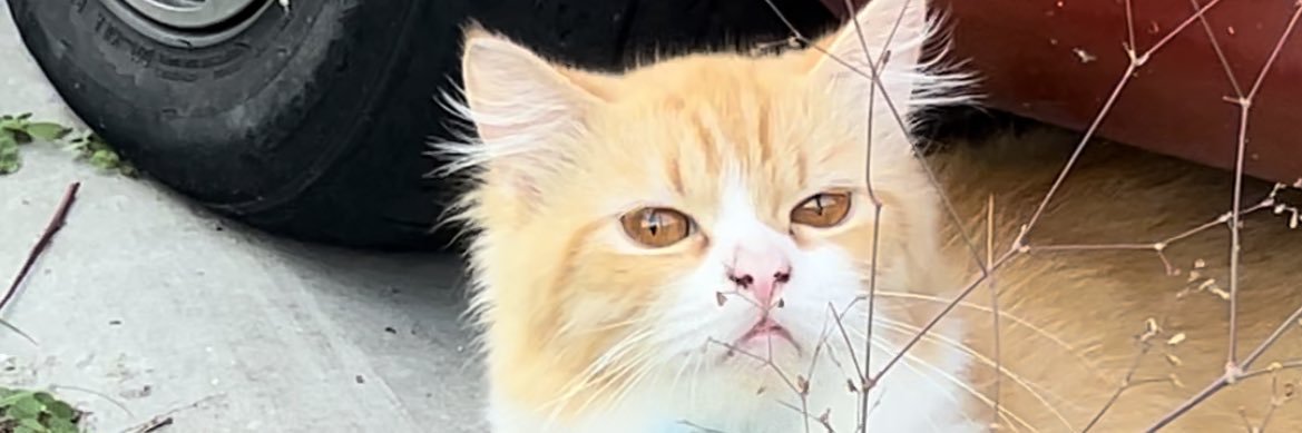 sugarsprinkle8's profile banner image