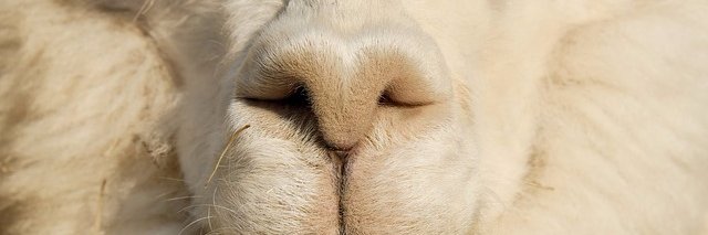 Hiroshi Hayakawa banner