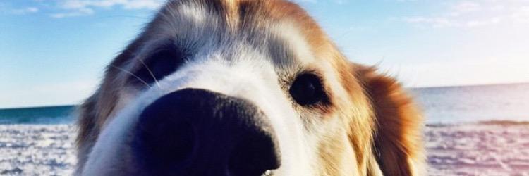 aceatthebeach's profile banner image