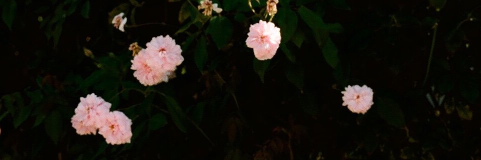 cant_hardlywait's profile banner image